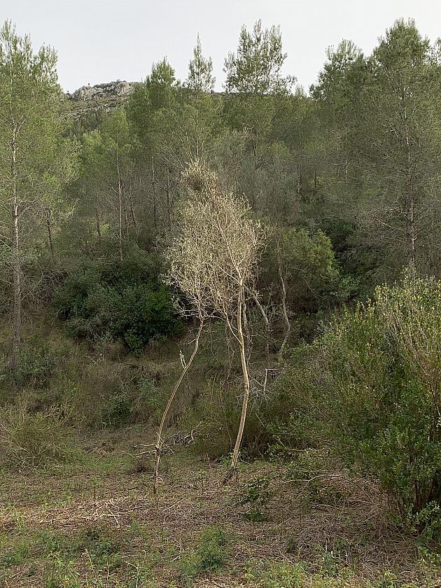 Un diálogo entre árboles